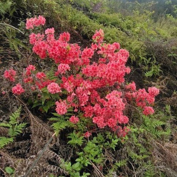 国家二级保护植物有哪些「国家二级保护植物有哪些 名单」